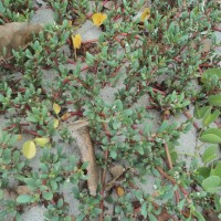 Sesuvium portulacastrum (L.) L.